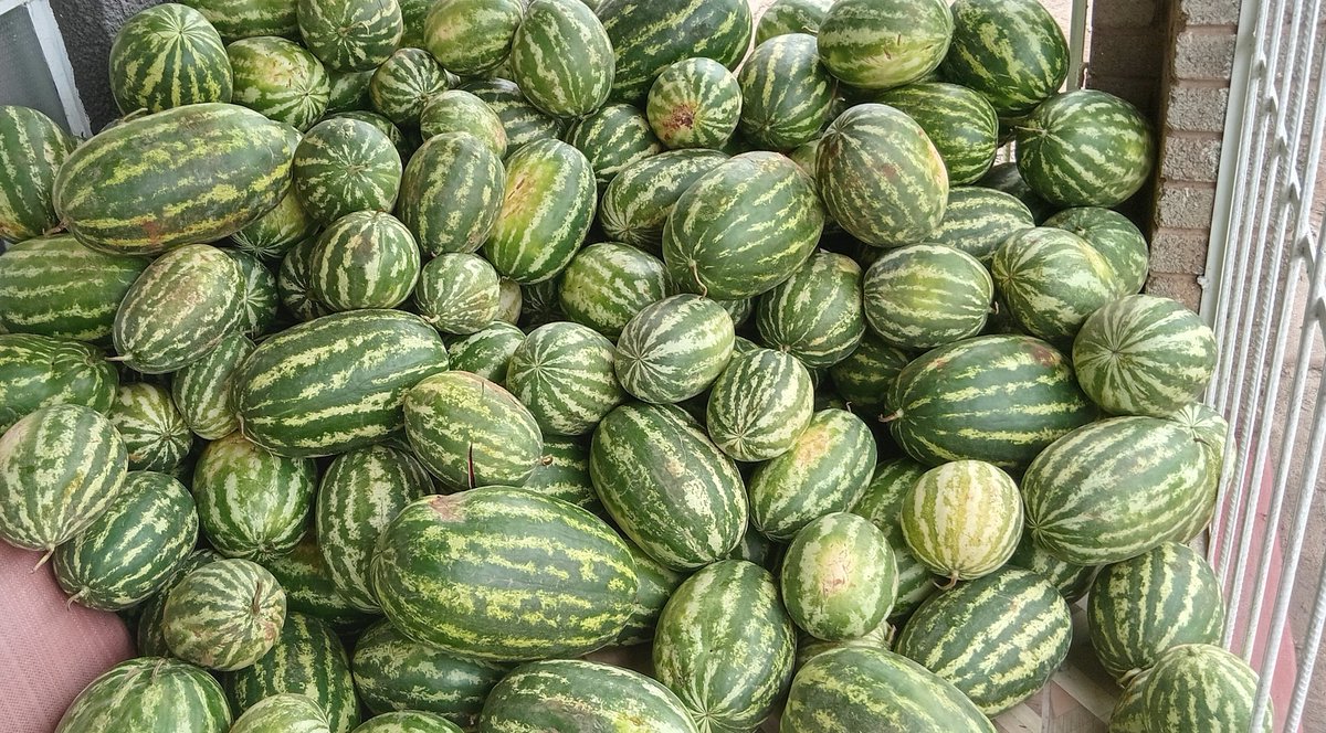 Ne dollar rako watosimba musana!
Huyai mutenge ma watermelon guys from $1 to $5 🙏🙏🙏harare deals dm your orders!!
