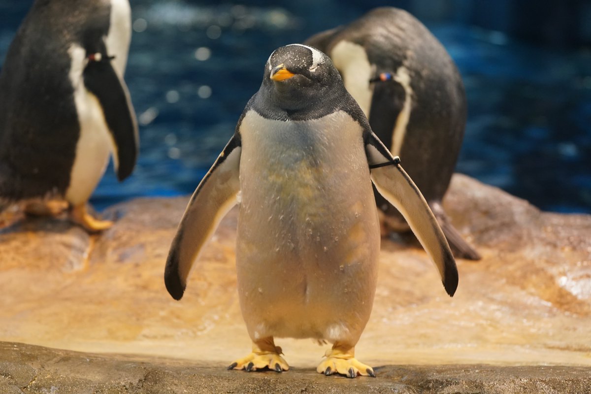 ｵﾊﾖｳ…ｽﾋﾟｰ #ジェンツーペンギン #海響館
