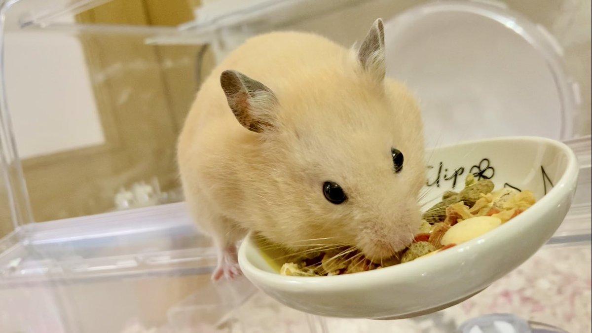 ささみ (@sasami225) / Posts / X