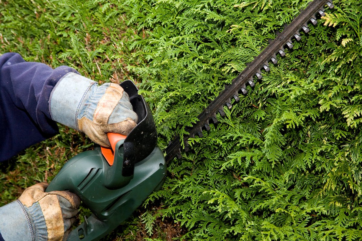 PeatsGarden's tweet image. Do you know the best time to get those hedges cut?
peatsgarden.co.uk/news/when-shou…
#Hedgecutting #gardenservices