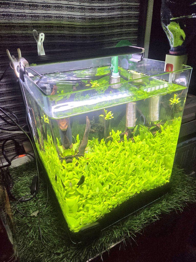 ロヒズカ🚨ラムノ (@nomuyonkagetora) / Posts / X