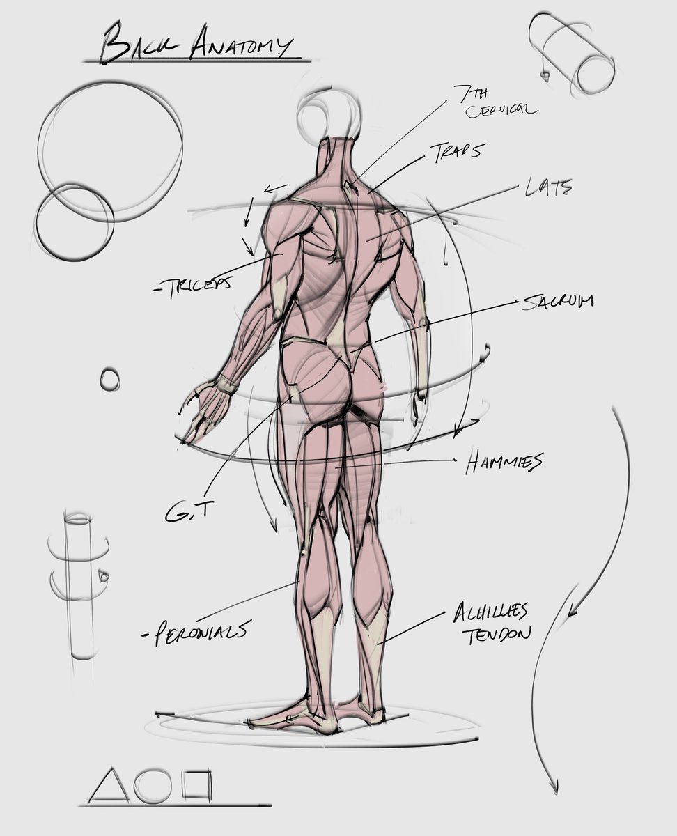 saqomolo's tweet image. Morning anatomy study of the back muscles! #back #muscles #lats #glutes #anatomy #humananatomy #gesturedrawing #figuredrawing #gottogetbetter #lineart #goals #traps #calves
