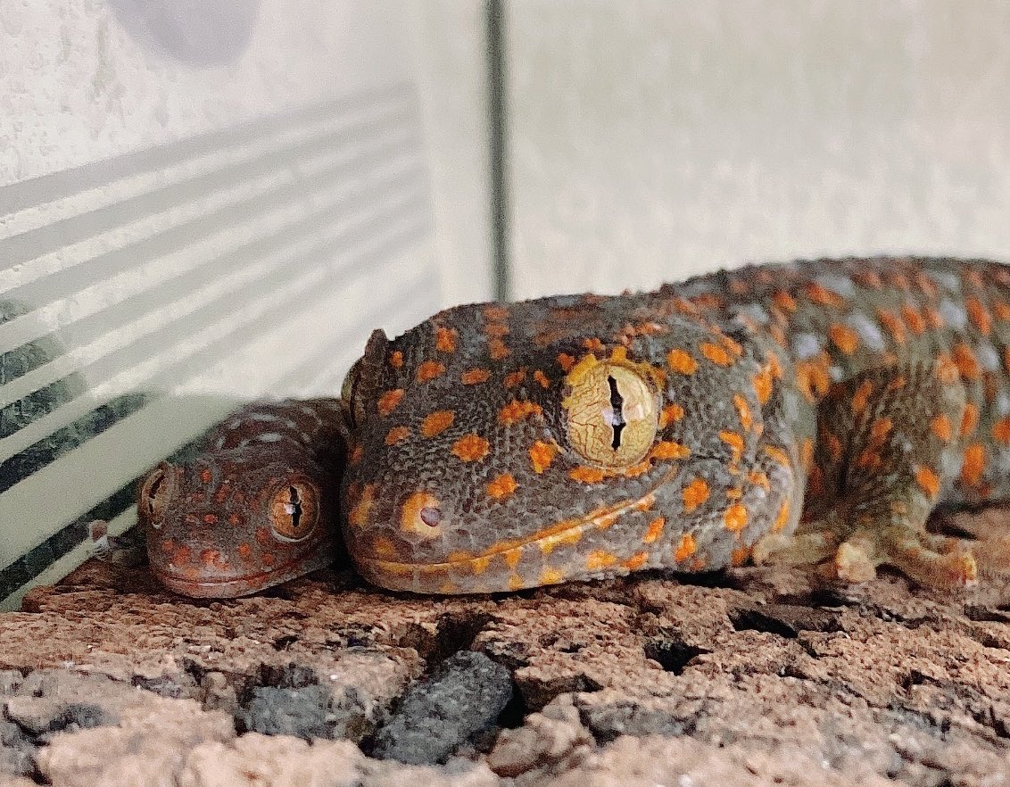 麻生絵夢ページ 麻生絵夢 on X