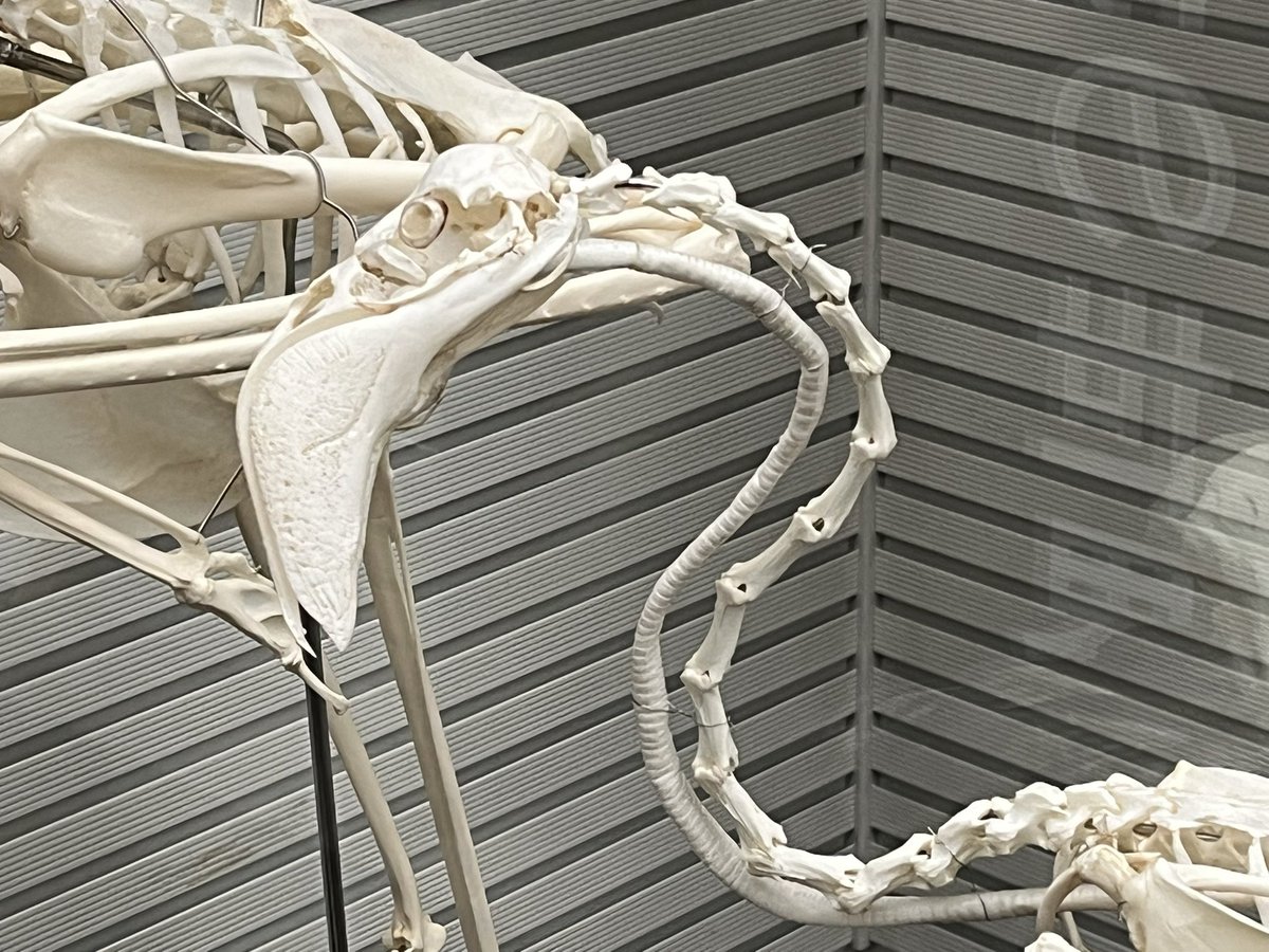 キンケツゥ・ナウ (@StarPredator247) / Posts / X キンケツゥ・ナウ (@StarPredator247) / Posts / X