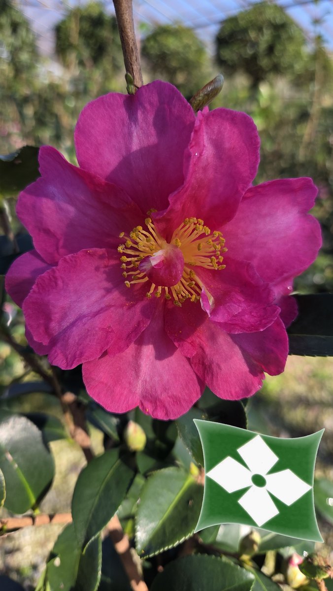 Zini_Piante's tweet photo. Camellia sasanqua
Pépinières Zini Piante - Vivai - Pistoia - Italie
https://t.co/L0ytbLqRgT https://t.co/2MbZJ4jwTX