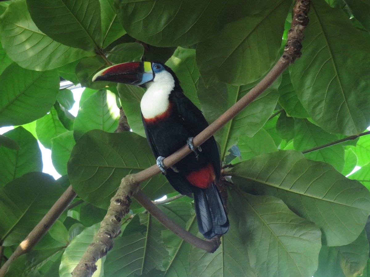 うらたつき＋こつめそう太🦦👒 on X