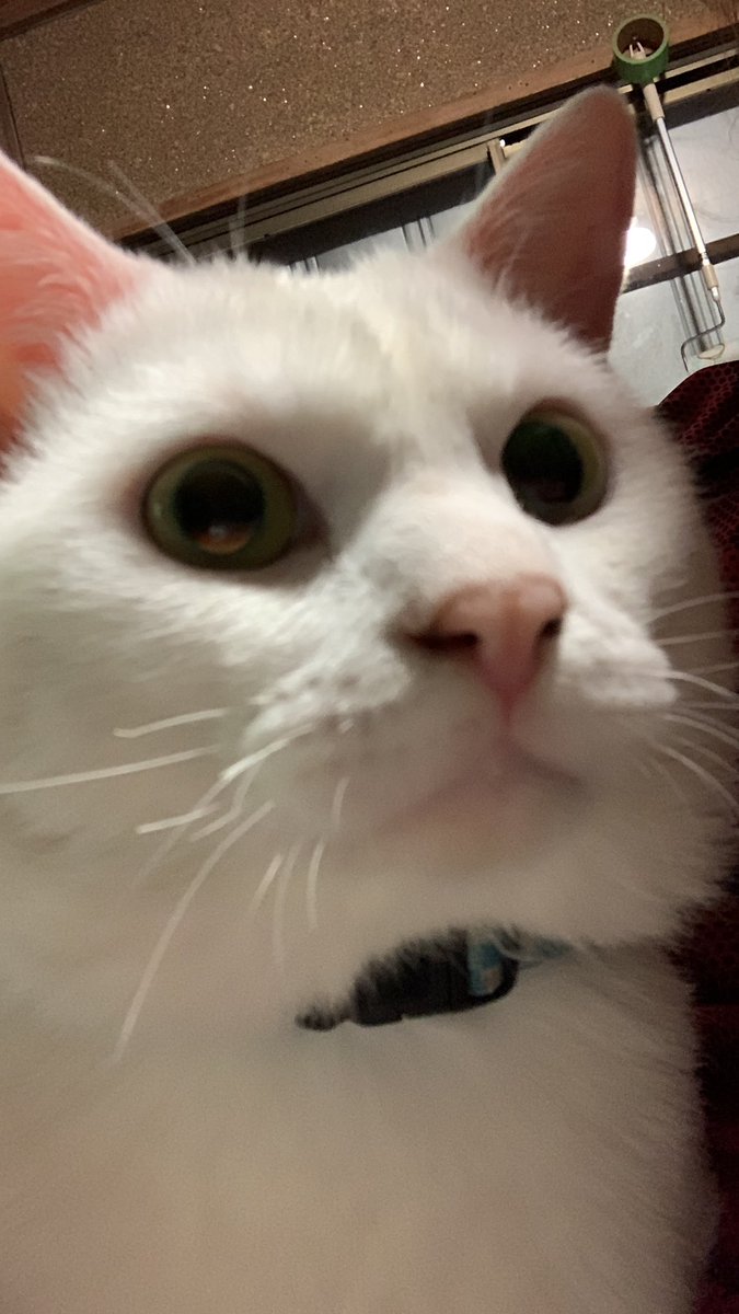 ゆめちゃん　ぼくイケメンでしょ？