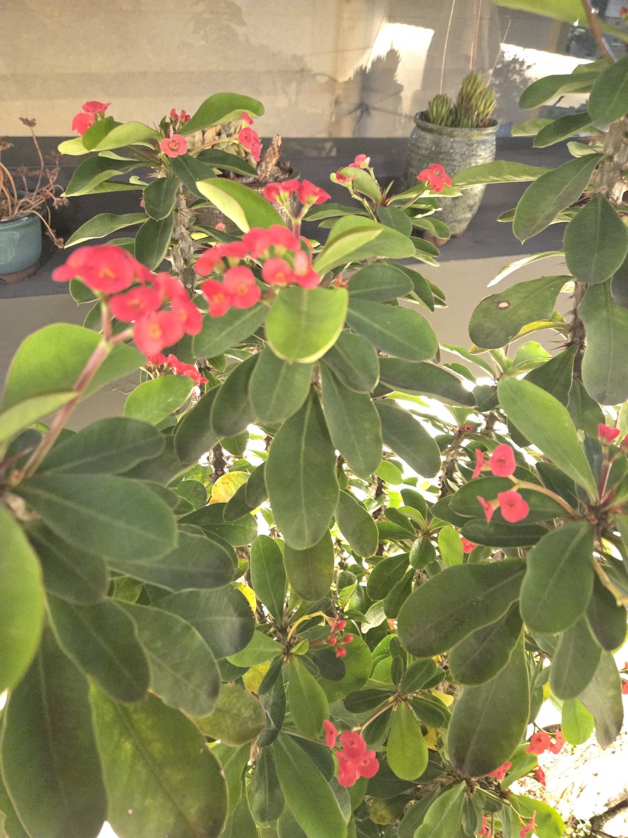 yolinde6's tweet image. 하루하루 다른 모습으로 자라는 걸 보면
말 없이도 위로가 되는 존재들이에요.

#다육이 #식집사 #작은정원 #하루기록