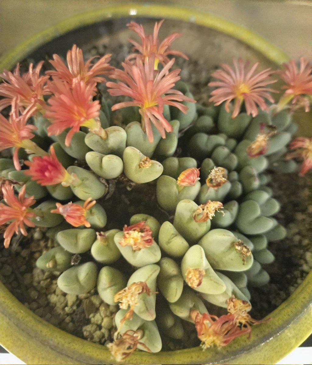 yolinde6's tweet image. 하루하루 다른 모습으로 자라는 걸 보면
말 없이도 위로가 되는 존재들이에요.

#다육이 #식집사 #작은정원 #하루기록