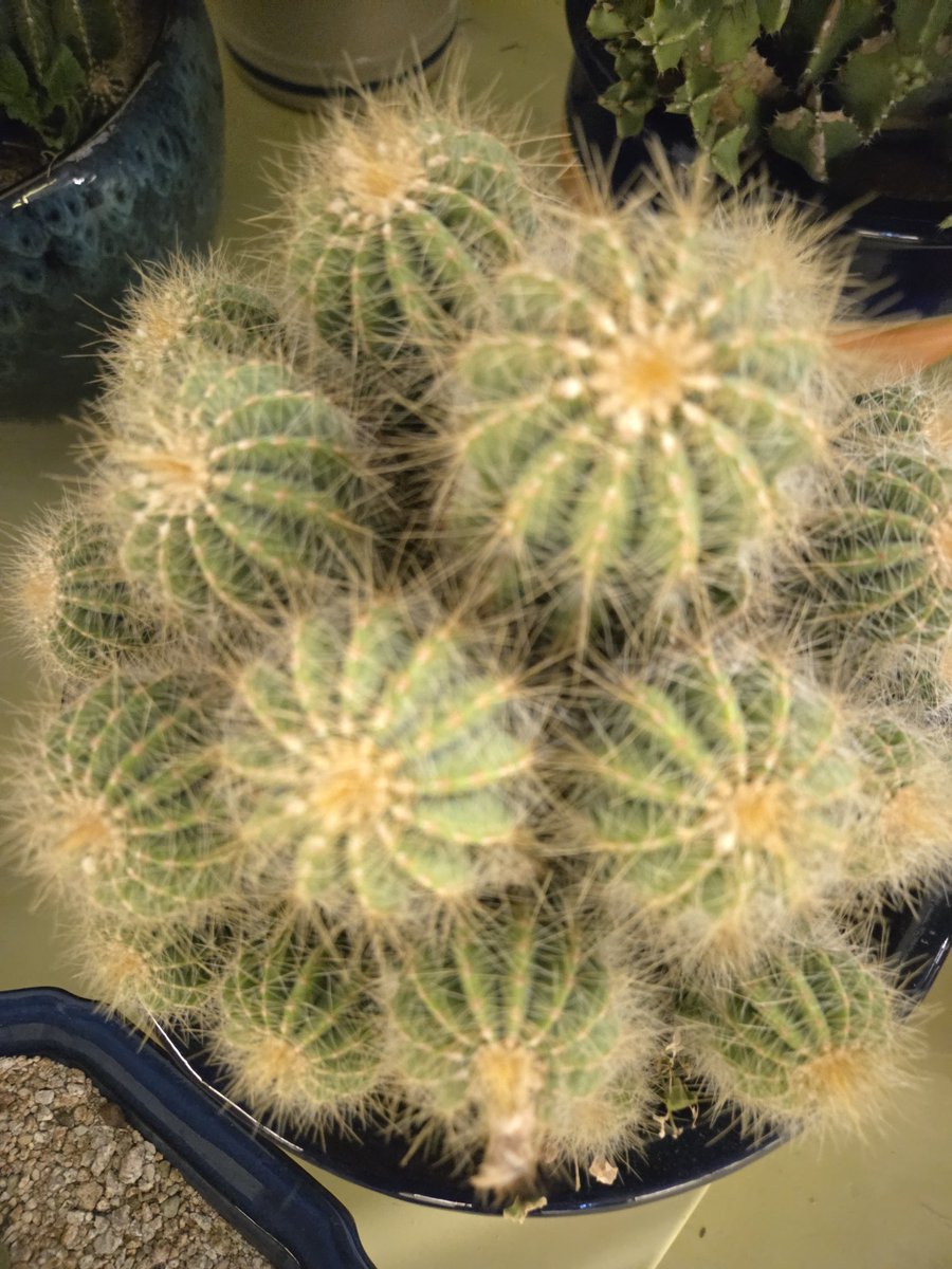 yolinde6's tweet image. 하루하루 다른 모습으로 자라는 걸 보면
말 없이도 위로가 되는 존재들이에요.

#다육이 #식집사 #작은정원 #하루기록