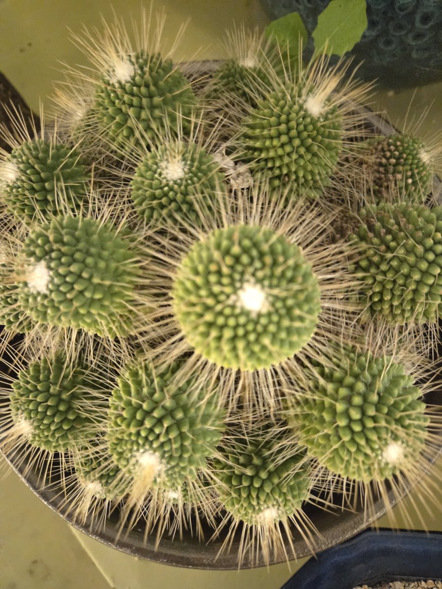 yolinde6's tweet image. 하루하루 다른 모습으로 자라는 걸 보면
말 없이도 위로가 되는 존재들이에요.

#다육이 #식집사 #작은정원 #하루기록