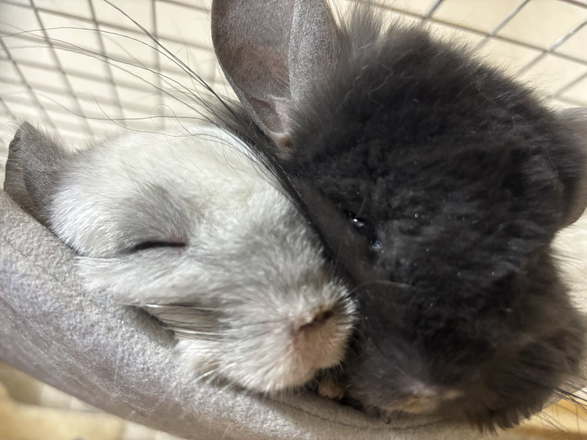 Mとチハマカメ on X