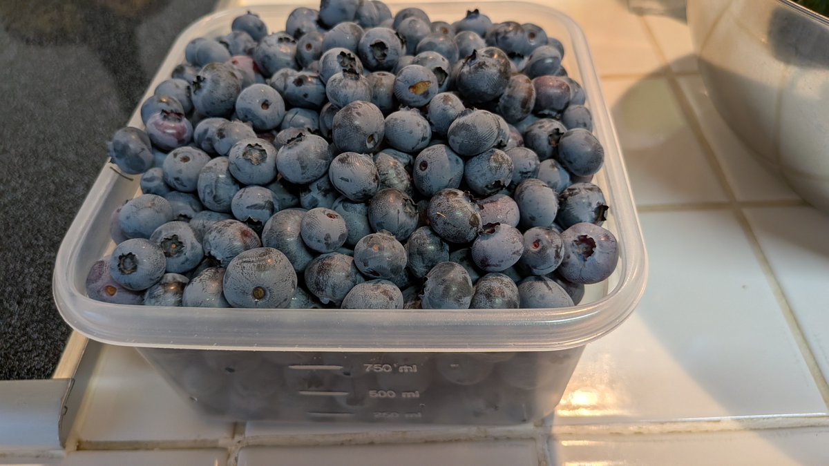 sirozukuri's tweet image. 最近、株クラの中でも家庭菜園に興味がある人が増えているようだ。
とても良いことだと思う。

家庭菜園でのんびり作物を育て、とれたてのおいしい野菜や果物を食べる。
それだけで人間らしい生活と、満ち足りた生活になるものだからだ。…