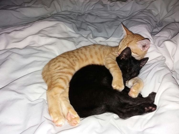 cats.jpg (@catsdotjpg) on Twitter photo 