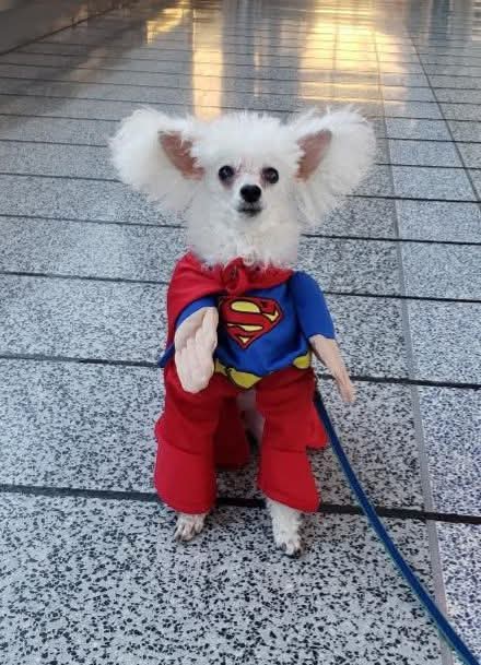 CK_Adventures's tweet photo. It has been four years &amp; two months since you passed Sammy. I feel like it will never get easier without you. I miss and love you Wiggles! 💖 #missingmywiggles #misswigglesnuggles https://t.co/KTrkbhbOZy