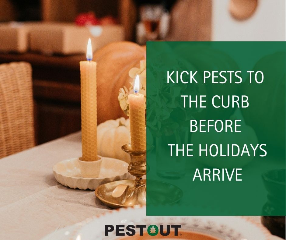 PestOutHR's tweet image. The holidays are just around the corner – don’t let pests crash your party! 🏡

Give us a call to schedule your treatment today! ☎️

757-737-8688
pestout.com/home-pest-cont…

#PESTOUT #pestcontrol #HamptonRoads #Virginia #holidays