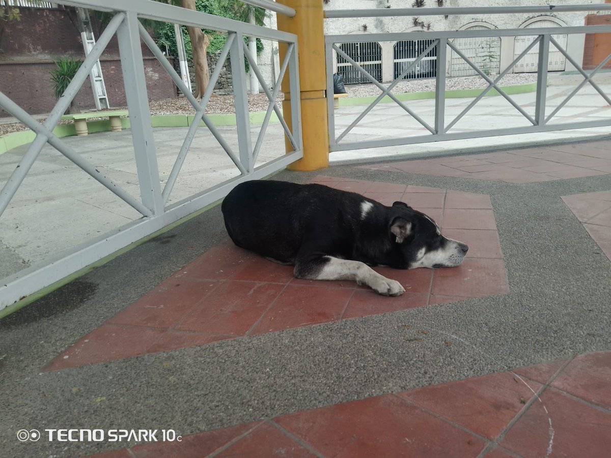 maferbor's tweet photo. #Guayaquil @AlertaMePerdi el perrito de la imagen fue encontrado en el parque de Lomas de #Urdesa. Una persona lo publicó en un grupo de whatsapp y lo tienen en una garita. Les agradezco que nos ayude con la difusión. https://t.co/D6kYdtxRTq