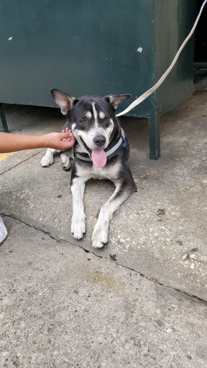 maferbor's tweet photo. #Guayaquil @AlertaMePerdi el perrito de la imagen fue encontrado en el parque de Lomas de #Urdesa. Una persona lo publicó en un grupo de whatsapp y lo tienen en una garita. Les agradezco que nos ayude con la difusión. https://t.co/D6kYdtxRTq