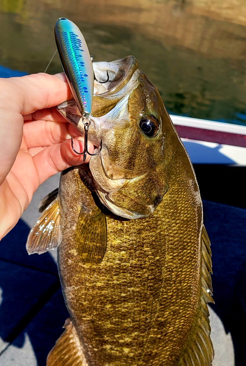 LuckyCraftUSA1's tweet photo. “There are plenty of good quality fish still up shallow, and throwing the Sammy 100 in a baitfish pattern like MS Pearl Herring will help you find the bigger bites you're looking for.”-Jason Blauvelt #Sammy100 #MSPearlHerring #LuckyCraft https://t.co/9SD6SA1o5I