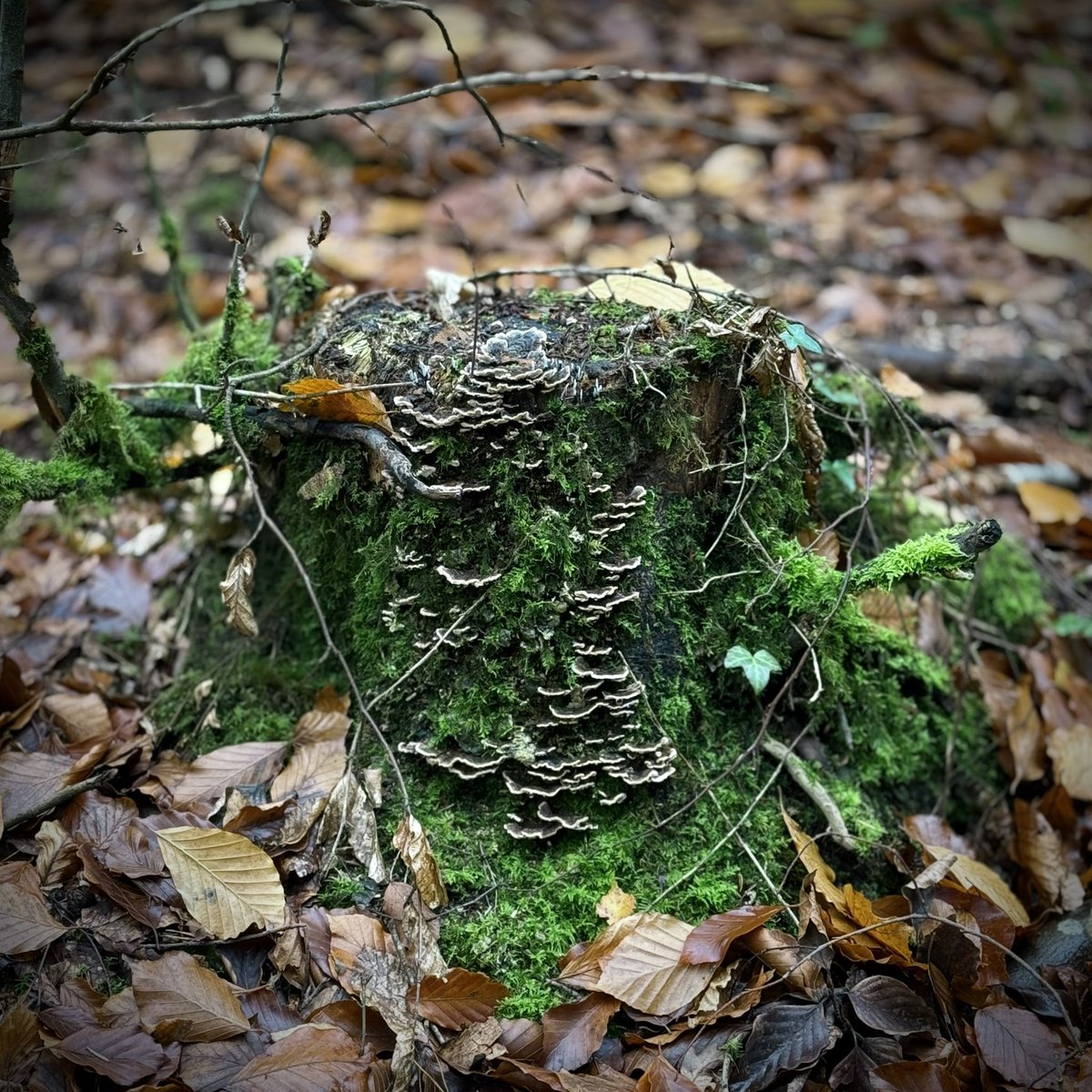 Top Stumps tweet media