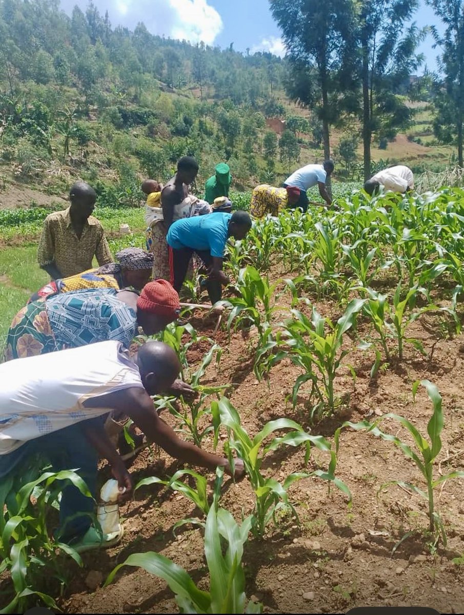 Nduba Sector tweet media