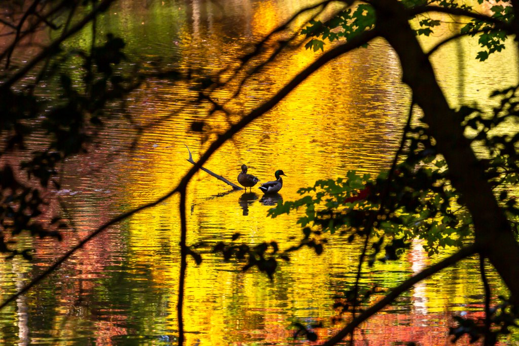 The Mariners’ Museum and Park tweet media