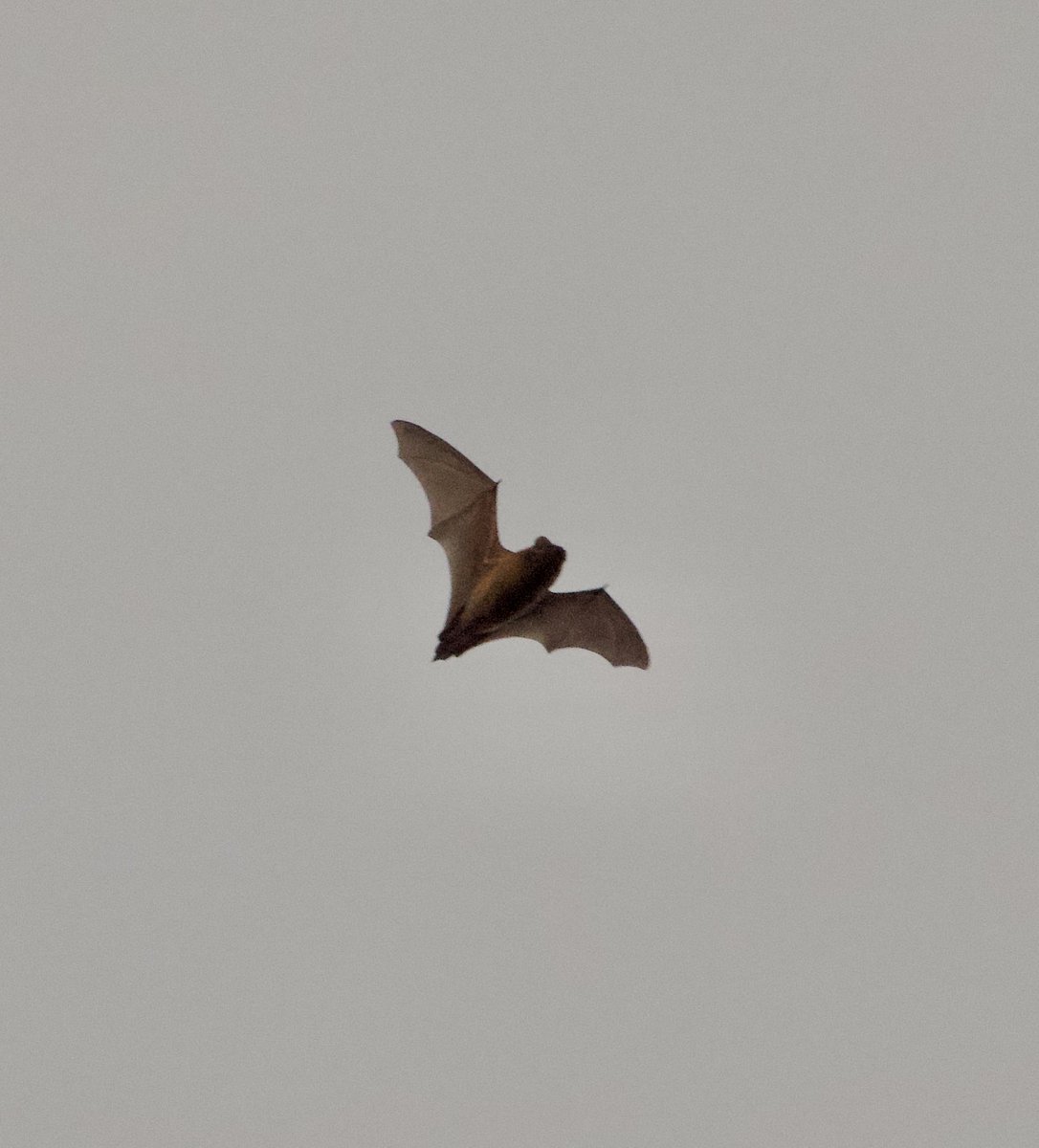 Frank Cackett tweet media