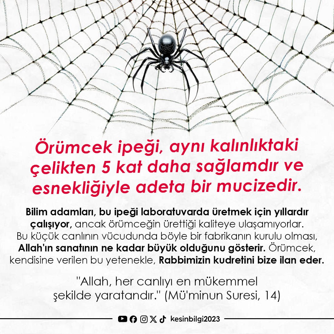 Örümcek ipeği, aynı kalınlıktaki çelikten 5 kat daha sağlamdır ve esnekliğiyle adeta bir mucizedir. Bilim adamları, bu ipeği laboratuvarda üretmek için yıllardır çalışıyor, ancak örümceğin ürettiği kaliteye ulaşamıyorlar.

Bu küçük canlının vücudunda böyle bir fabrikanın kurulu