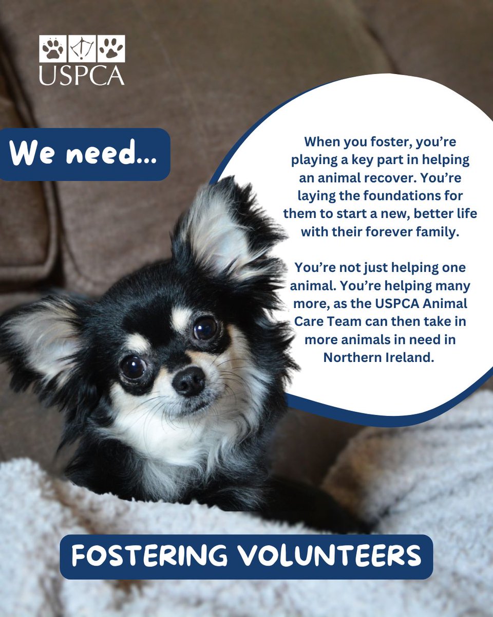 Become a fostering volunteer!💙🐾

The volunteer role of a fosterer is a critical one and makes a huge difference to an animal and their chances of finding their forever home.

Find out more and enquire here 👉 buff.ly/zZqLm4q 

#Fostering #USPCA #AnimalCharity