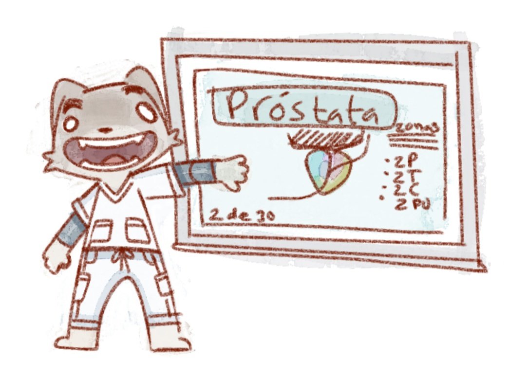 Hoy expuse anatomía de próstata. Aquí una representación: