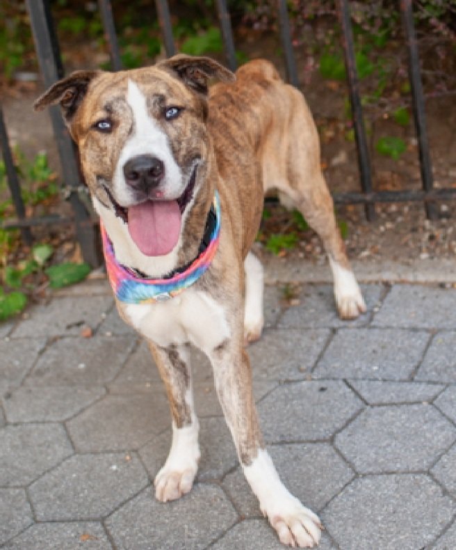 💔Palmier💔
▪️KILL COMMAND ❗️ 
#NYCACC #234959 
#AdoptMe

Precious sweetie's💔, waiting 69 days!
Friendly, joyful boy's beg 2 struggle in care.
Licking kennel bars, digging.
V engaged during training, eager 2 please!
Here 2 long + ready 4 his next chapter full of walks &amp; love!