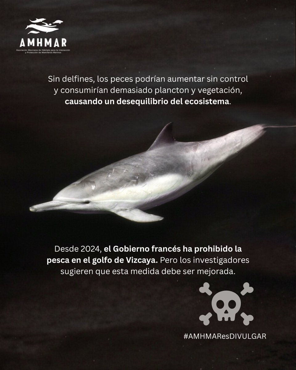 Los delfines comunes (Delphinus delphis) que habitan en el Golfo de Vizcaya ahora viven 7 años menos

👉Según investigadores, esto se debe principalmente a la pesca incidental.
Pese al esfuerzo de prohibición por parte del gobierno francés, la pesca continúa.
