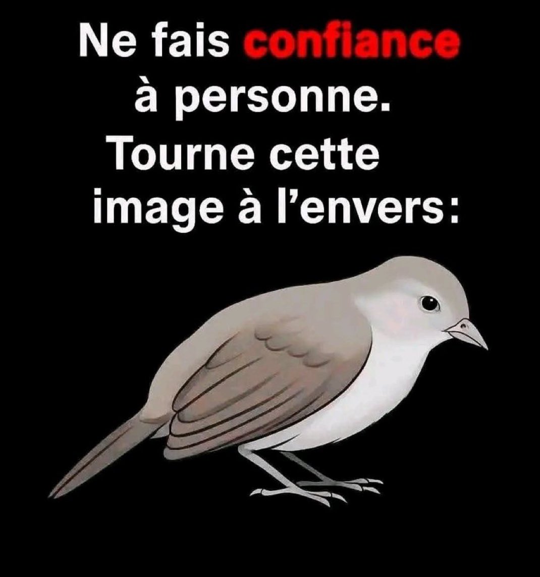 ridineray tweet media