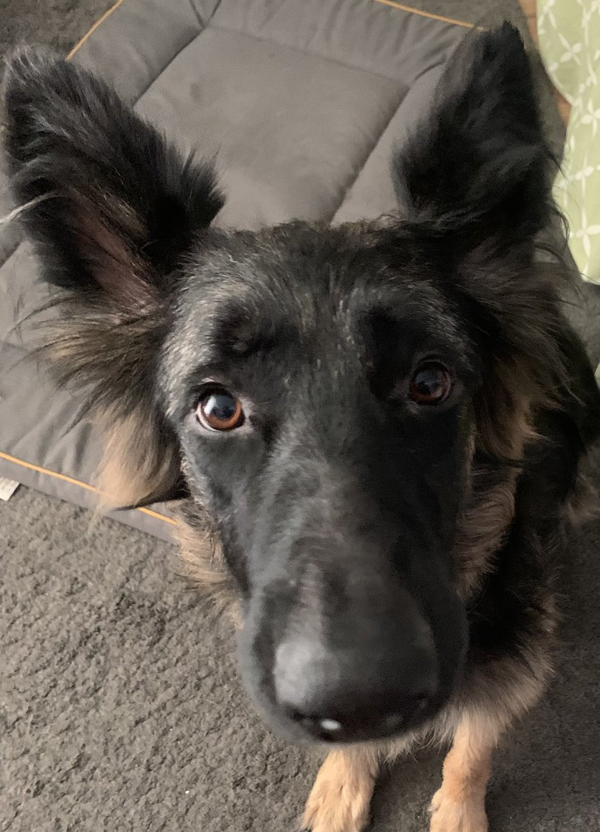 Today is Gunners 6th birthday! 🎉 🎂 

Everyone say “Happy Birthday Gunner”