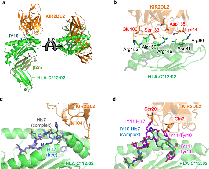Mechanism for selection and inhibition of an HIV-1 escape virus by T cells and NK cells (TCR- and KIR2DL2-HLA-C*12:02-peptide complexes)
nature.com/articles/s4146…
<a href="/NatureComms/">Nature Communications</a>  <a href="/HokkaidoUni/">Hokkaido University</a> 🇯🇵 <a href="/UniofOxford/">University of Oxford</a> 🇬🇧