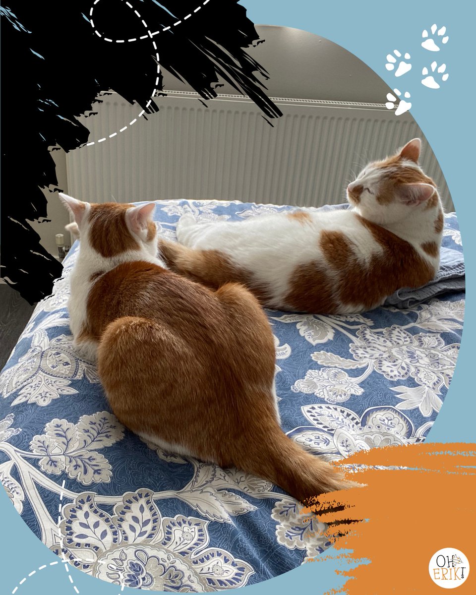 The humans say “Santa’s watching.”
Good. Maybe he’ll finally see who really knocks things off the counter (hint: Ernie).
#SantaWatch #NaughtyList