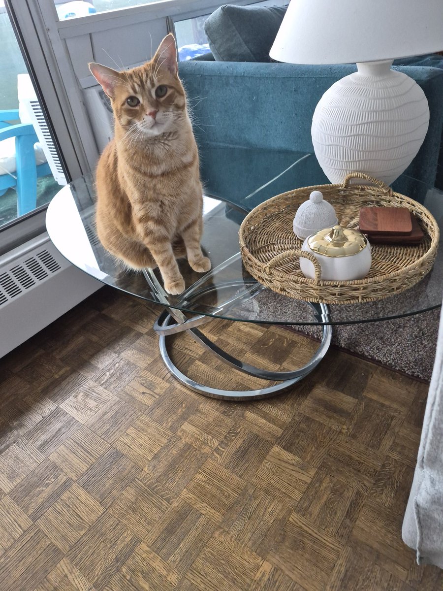 FredCanCat's tweet image. Man if I get any more good lookin I dunno what I'm gonna do...#FredtheCanadianCat #CanadianIcon