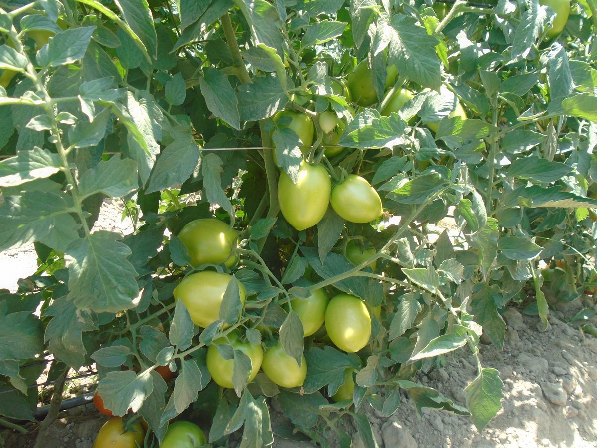 MukuvariKaroi's tweet image. Market day with our Star 9081 
@PhiriDivah @riginalty @Charterseeds