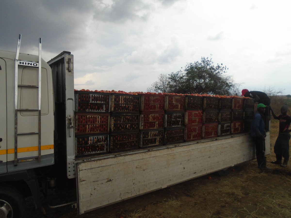 MukuvariKaroi's tweet image. Market day with our Star 9081 
@PhiriDivah @riginalty @Charterseeds