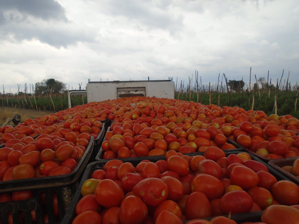 MukuvariKaroi's tweet image. Market day with our Star 9081 
@PhiriDivah @riginalty @Charterseeds