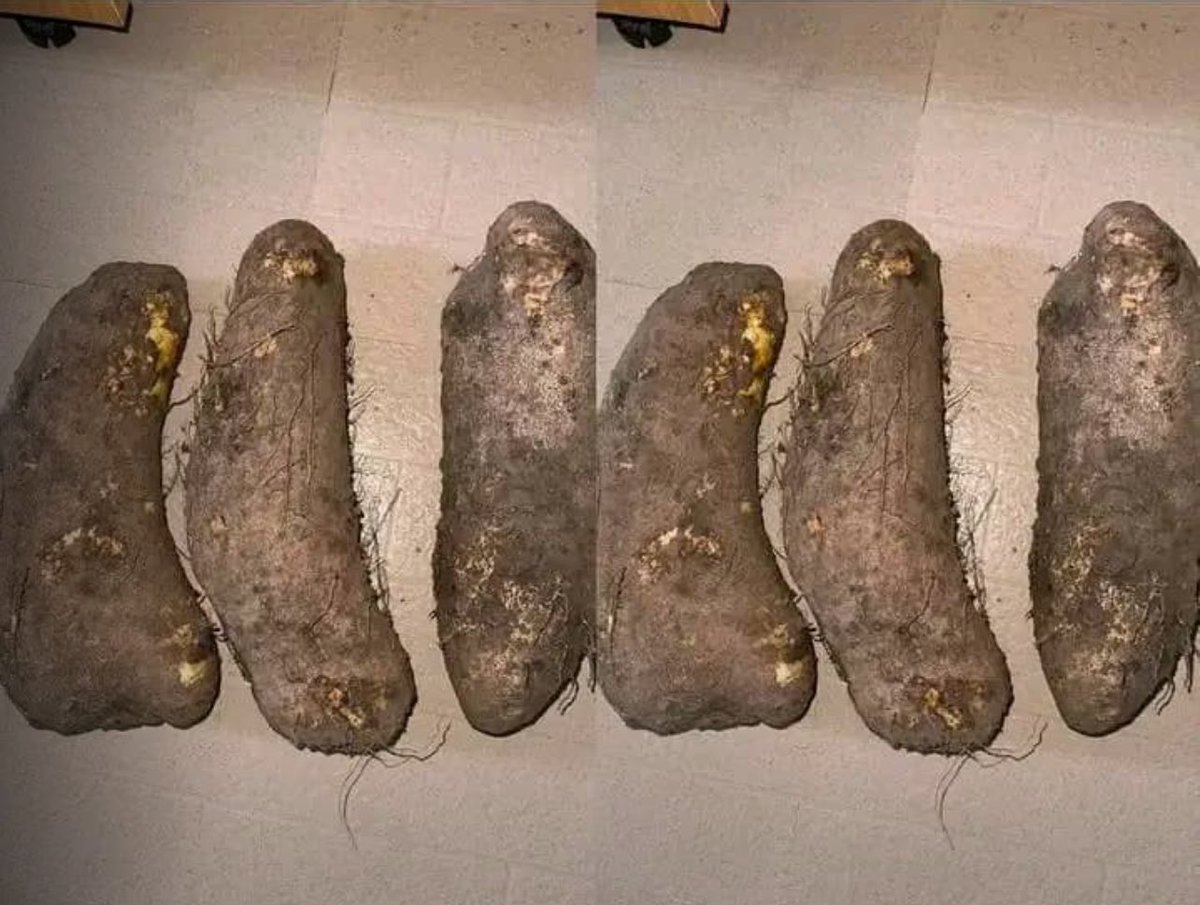 Nigeria is finally getting better, see the yams I bought for 300 naira from my neighbor’s 3 year old son this morning.