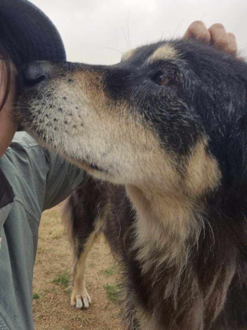 방카르 진짜 의젓 가나디구요..
만져도 반응도 없길래 스킨십을 안좋아하나..? 하는 순간 볼 뽀뽀를 해줬어요🥹 사랑해 착한 강아지야