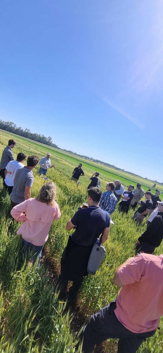 🌾 Última fecha de la Gira Agronómica de Trigo en Zavalla.
Intercambio, análisis y mucho aprendizaje.
Todo lo que vivimos, te lo contamos en esta nota 👇
share.google/Ws1seLZR7vQaXF… 

#SomosCrea#SSF