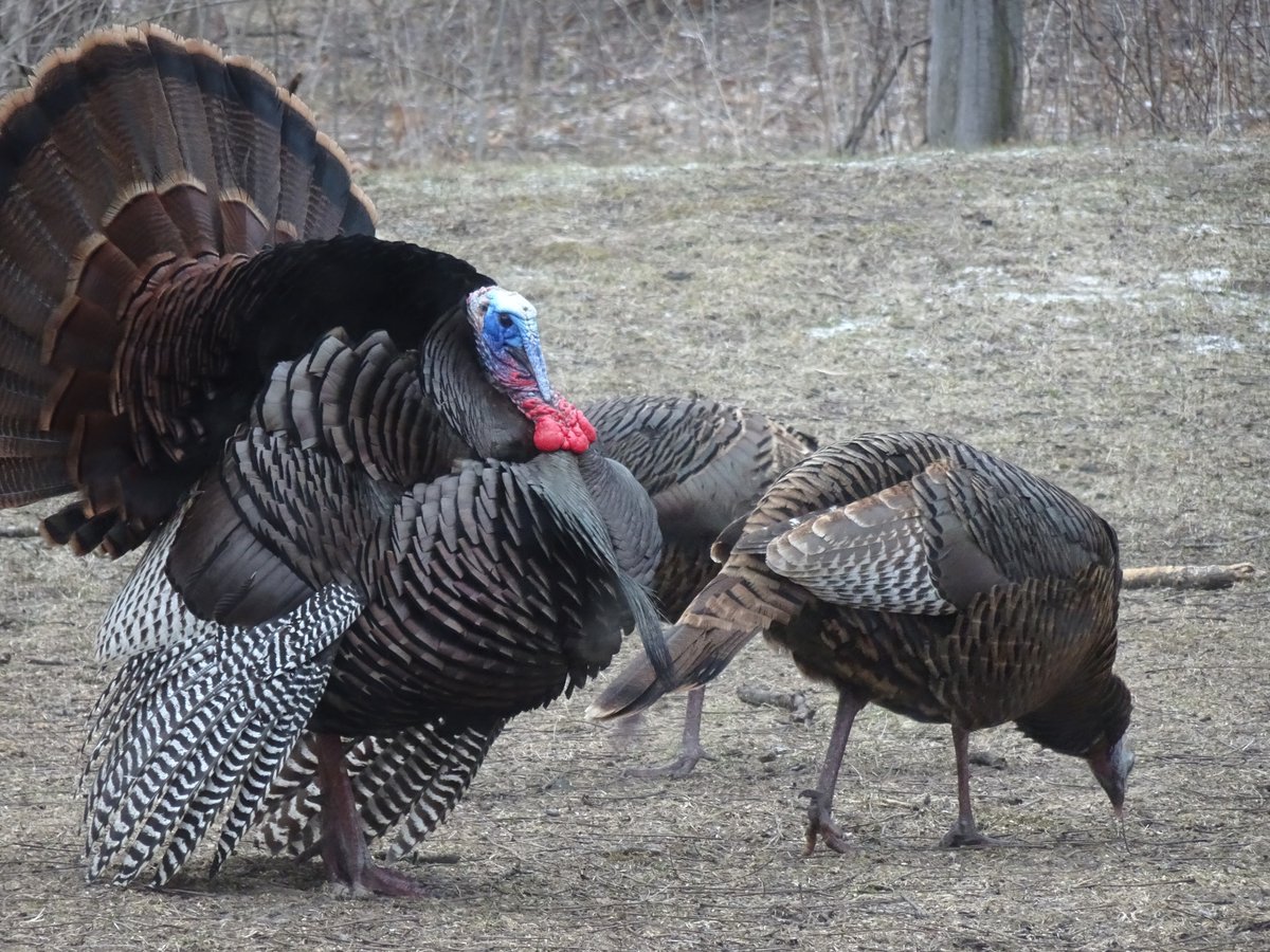 Turkey & Turkey Hunting tweet media