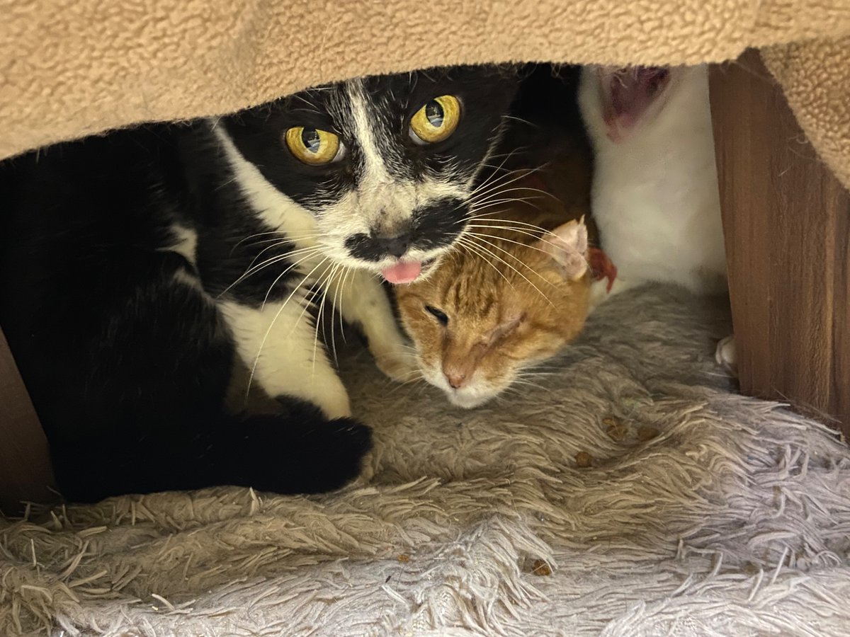 しっぽな・多頭飼育崩壊レスキュー on X