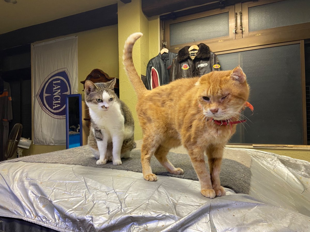 多頭飼育していて しっぽな・多頭飼育崩壊レスキュー on X