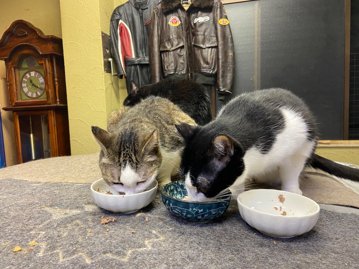 多頭飼育していて しっぽな・多頭飼育崩壊レスキュー on X