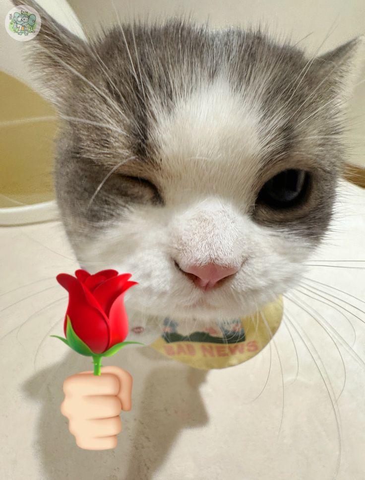 schfess's tweet image. sch! ada yang baru² ini sidang kah? tukeran ucapan di SG yuuuuuww sekalian mutualan insta hihihi&amp;lt;3