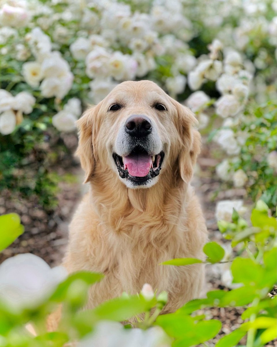 pet_partners's tweet photo. November is Pet Cancer Awareness Month, honoring pets who share love through illness. 
Former therapy dog Koru Bear (@GoldenWoofs) now comforts others as an office dog after his leukemia diagnosis. 

Celebrate resilient pets like Koru Bear: https://t.co/dp1x7Thleb https://t.co/ESPKjw3IqI