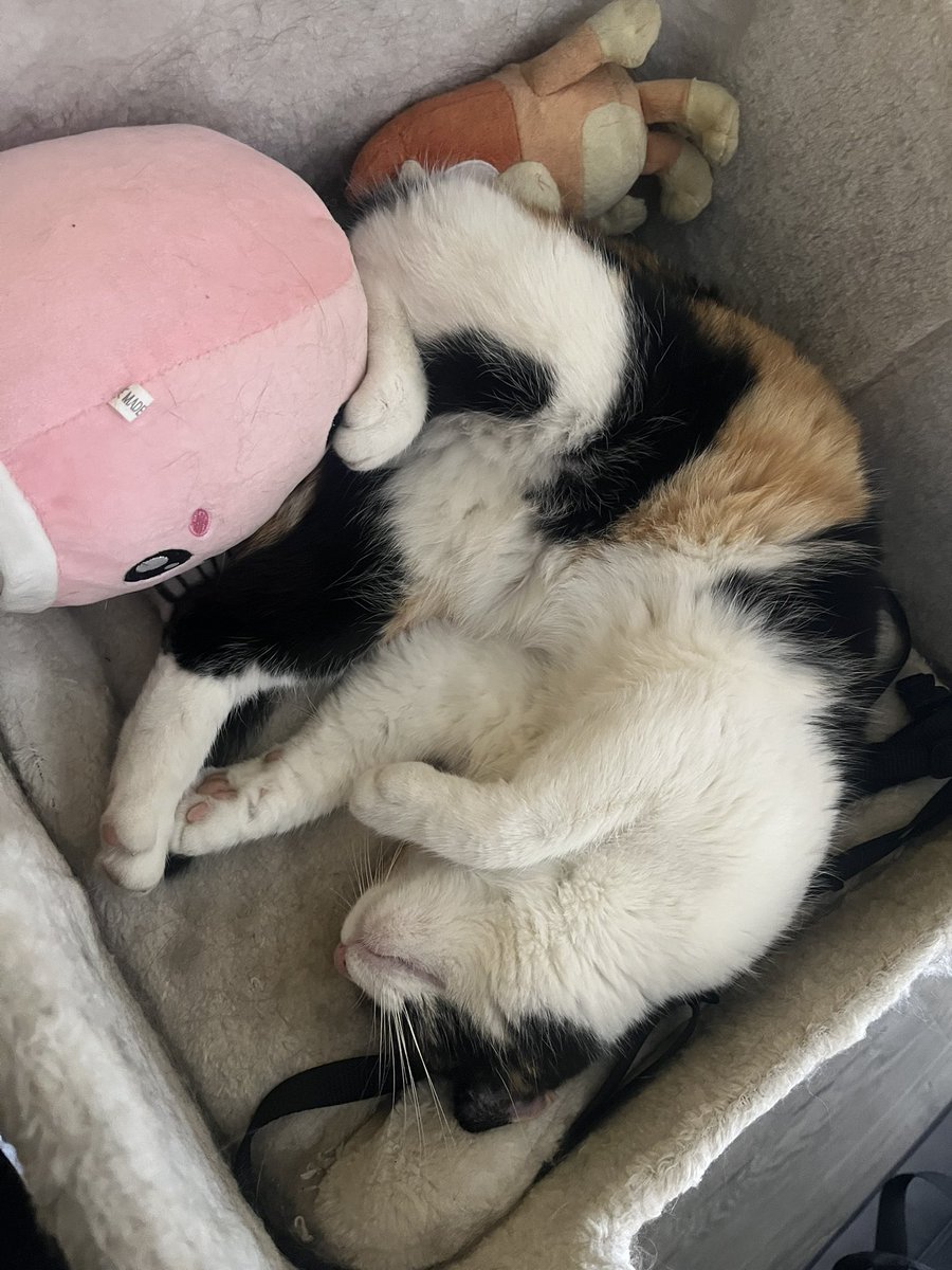 urdumblewhore's tweet image. 🫦🫦🫦